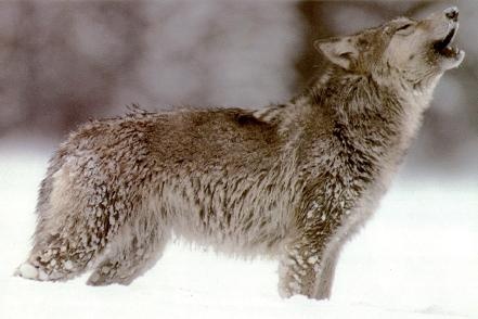 Canis Lupus / Собственность Монти Слоана
